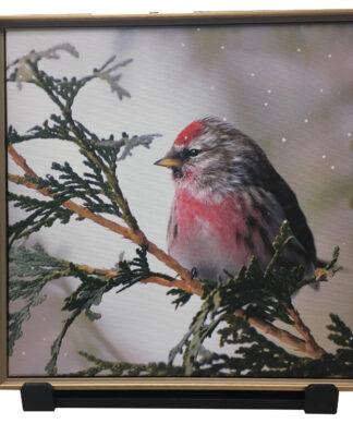 winter red bird